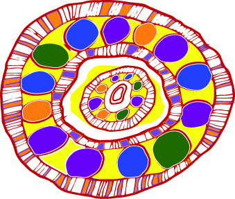 Aboriginal Communities And Families Health Research Alliance (ACRA)