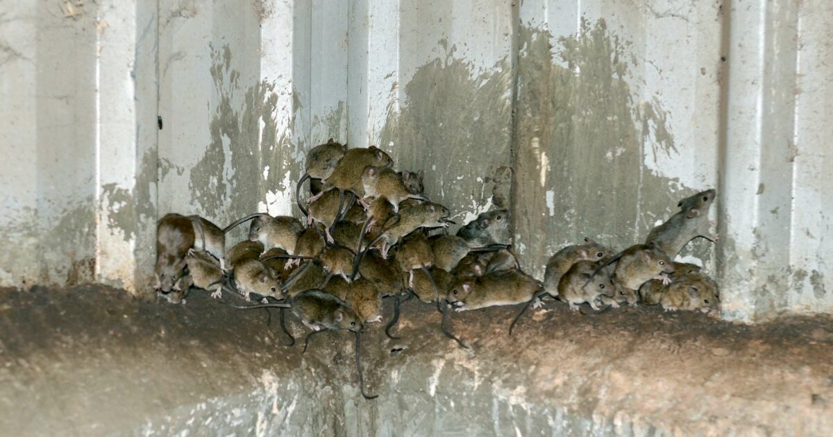 Invasive Mice SAHMRI | World-first technology to prevent mouse plagues
