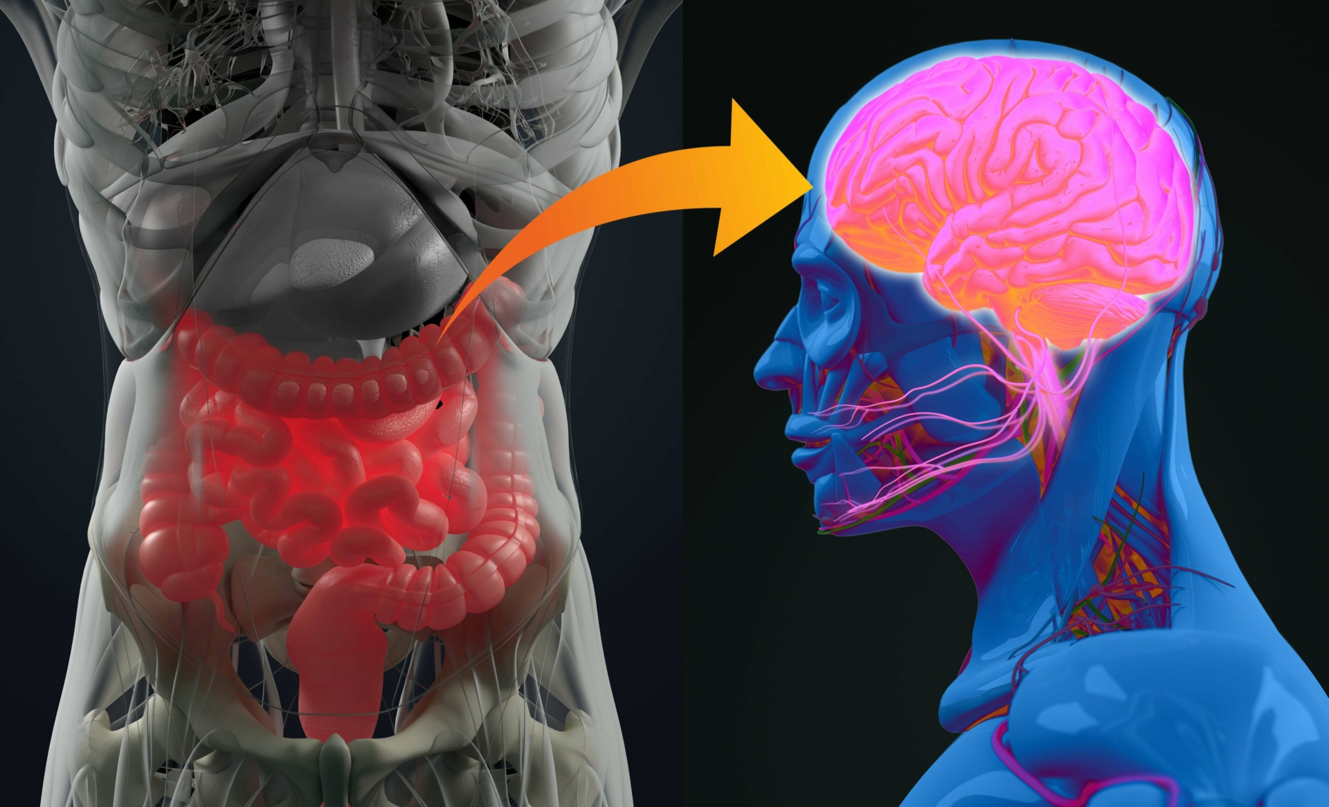 Investigating how our gut microbiome could be causing dementia