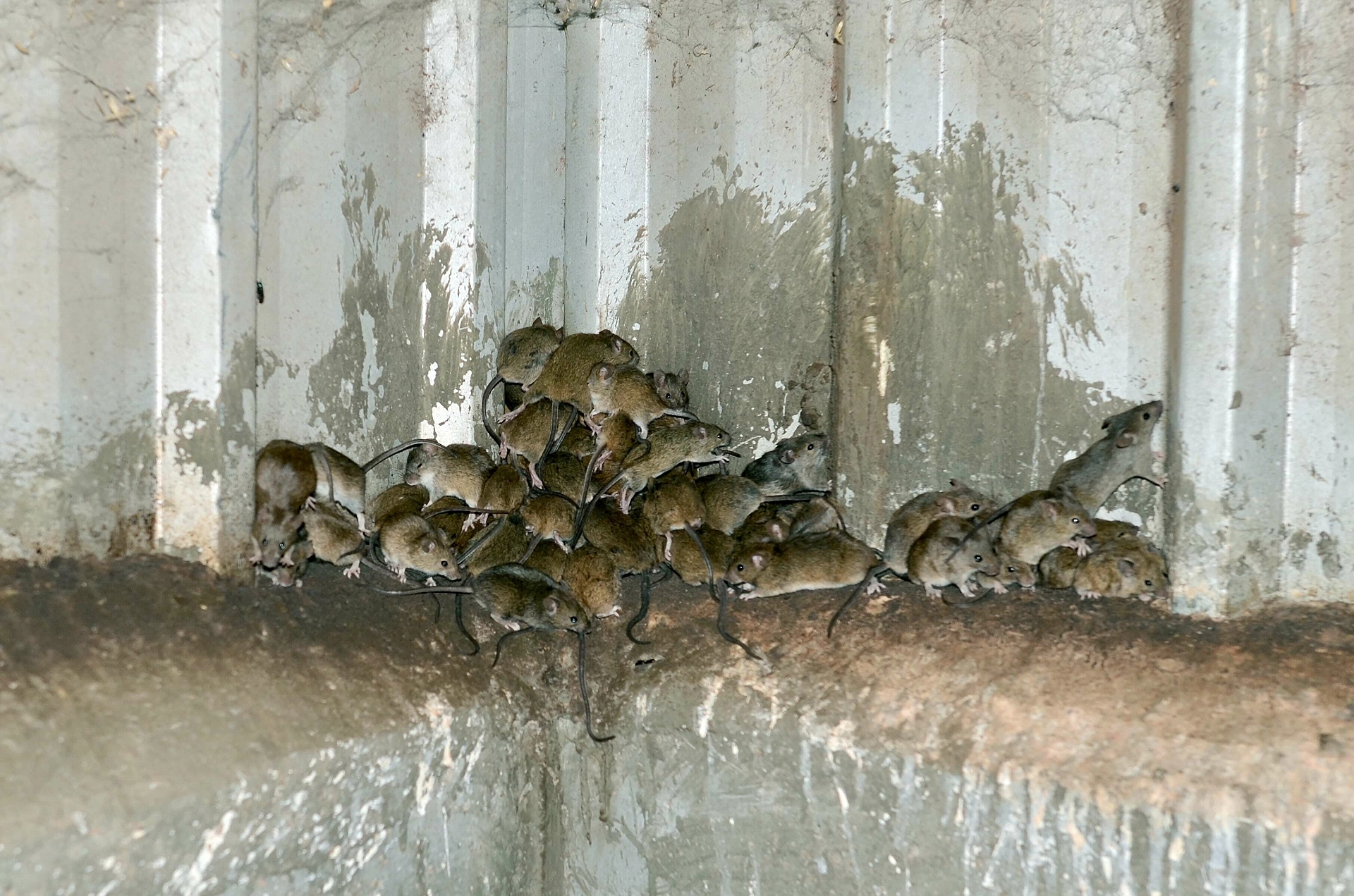 World-first technology to prevent mouse plagues