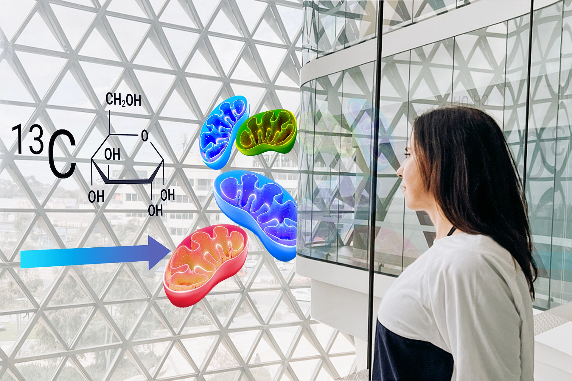 Australian Cancer & Metabolism Meeting 2024
