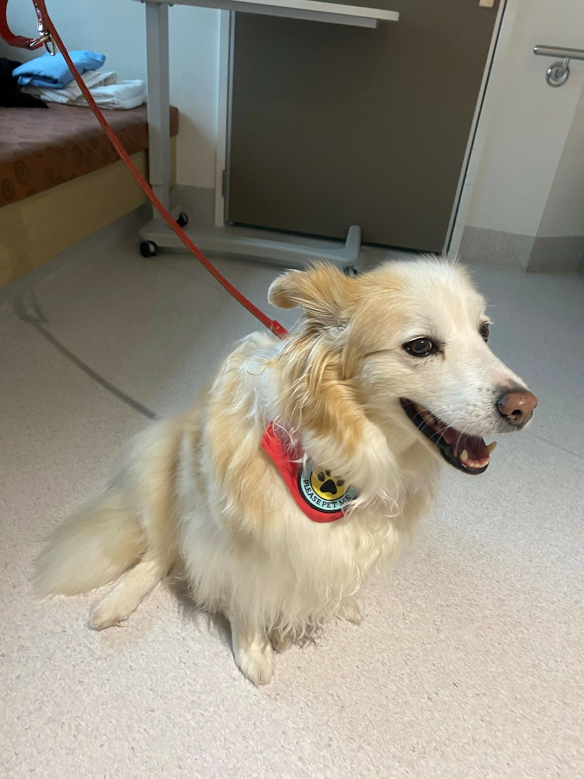Dogs bringing joy to stroke patients