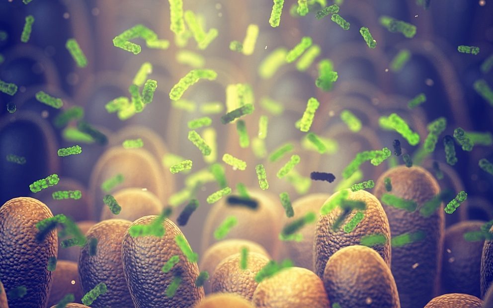 Altered microbiome after antibiotics in early life shown to impact lifespan