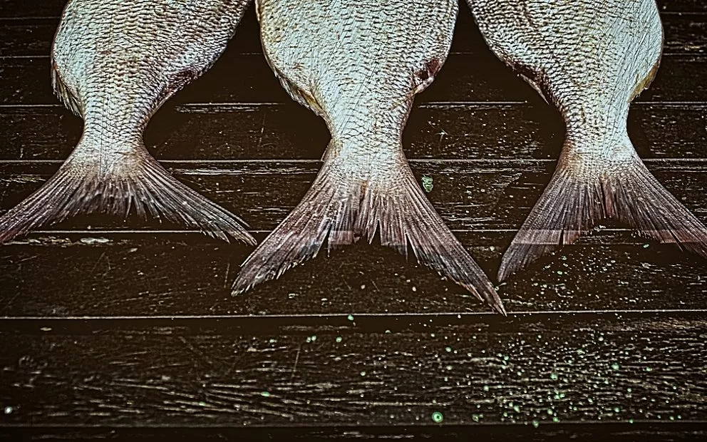 Fish oil - won't make your child smarter but may stop early arrival