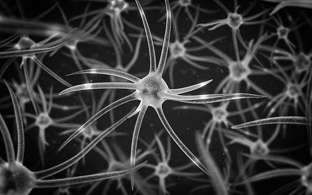 SAHMRI's Mind and Brain Theme creates medal for Translational Neuroscience achievement